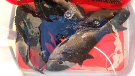 和歌山市江（吉丸渡船）で磯フカセ